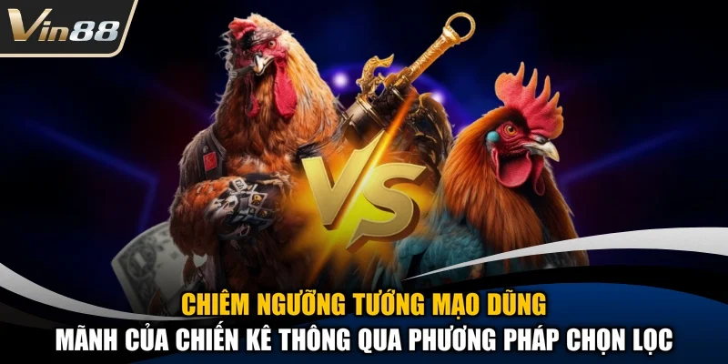 Chiêm ngưỡng tướng mạo dũng mãnh của chiến kê thông qua phương pháp chọn lọc