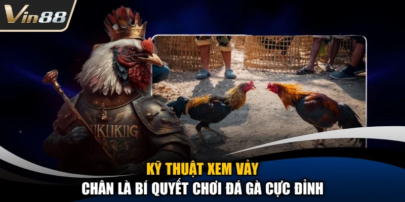 Kỹ thuật xem vảy chân là bí quyết chơi đá gà cực đỉnh