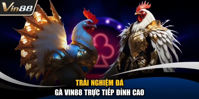 Trải nghiệm đá gà Vin88 trực tiếp đỉnh cao